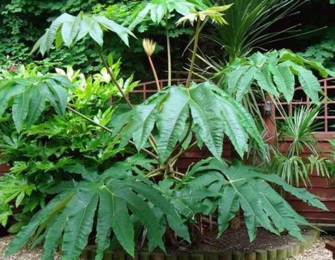 Aralia papierodárna ’Rex’