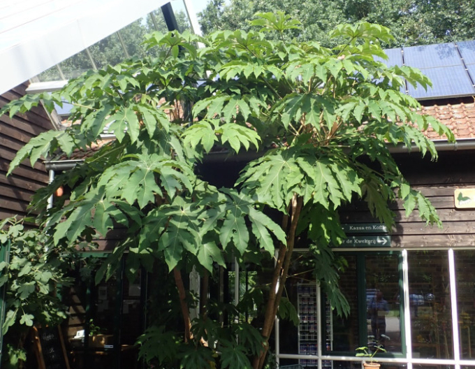 Aralia papierodárna ’Rex’