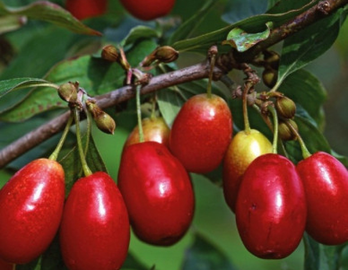 Drieň obyčajný ´Jolico´ 160cm