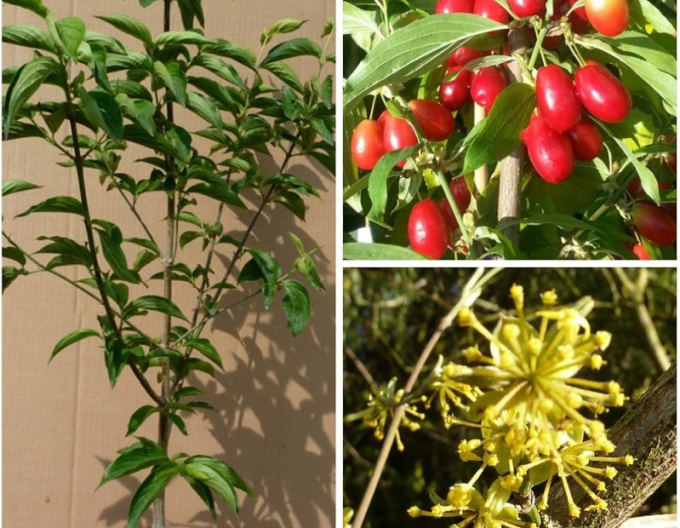 Drieň obyčajný ´Jolico´ 160cm