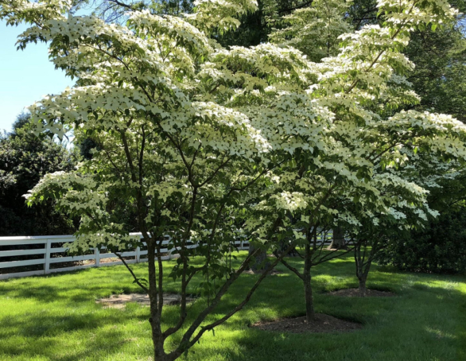 Drieň japonský 160cm