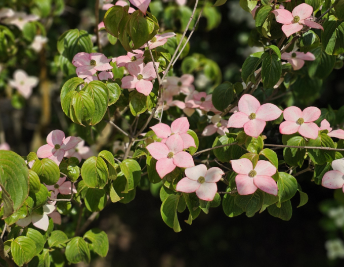 Drieň kousa (čínsky) ´Satomi´