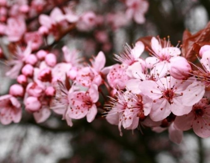 Slivka čerešňoplodá ´Pissardi´ - Špalliera