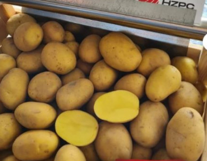 Sadbové zemiaky ´Camelia´ vanička 1kg