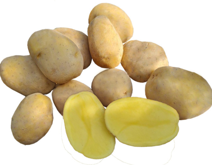 Sadbové zemiaky ´Wendy´ 5kg