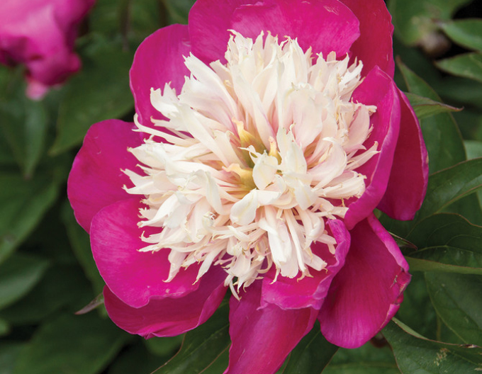 Pivonka čínska  ’White Cap’