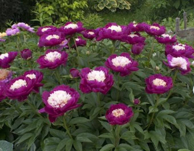 Pivonka čínska  ’White Cap’