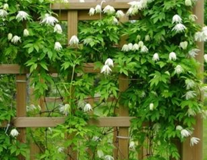 Plamienok  ‘Albina Plena´