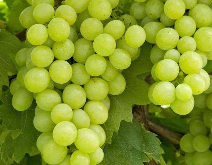 Vinič stolový ´Lakemont´