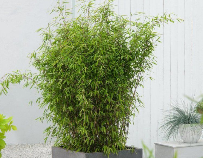 Bambus ´Fargesia Nitida Volcano´