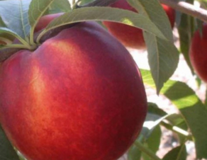 Nektarinka ´Venus´neskorá, podp. Ishtara, kont. 5l