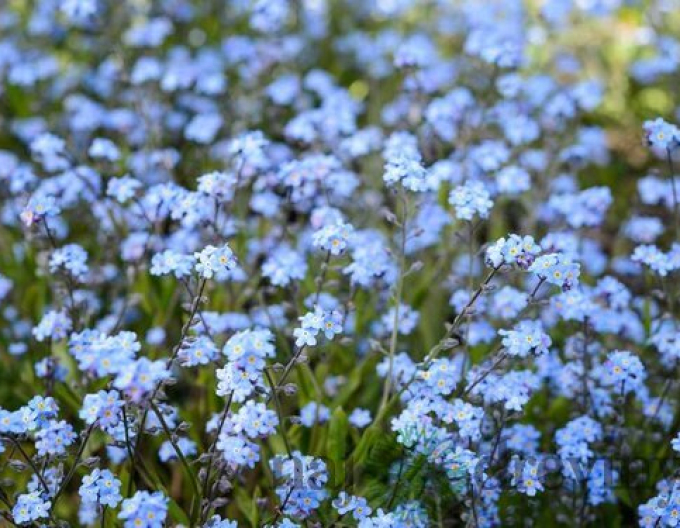 Nezábudka lesná ´Modrá´