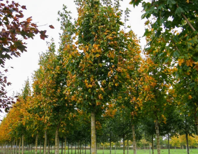 Javor mliečny ´Cleveland´