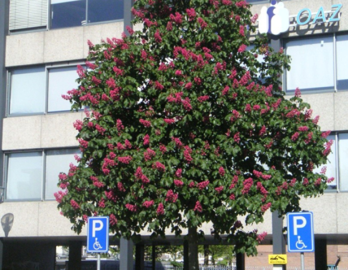 Pagaštan pleťový ´Briotii´