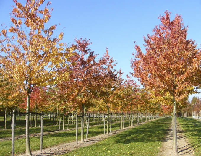 Čerešňa vtáčia ´Plena´