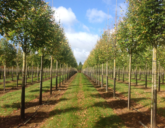 Lipa malolistá ´Rancho´