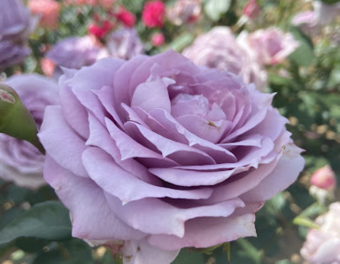 Ruža stromčeková ´INNOVA´