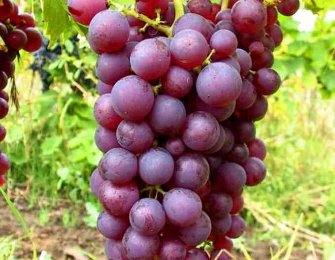 Vinič stolový ´Chrupka ružová´, 2l kont.