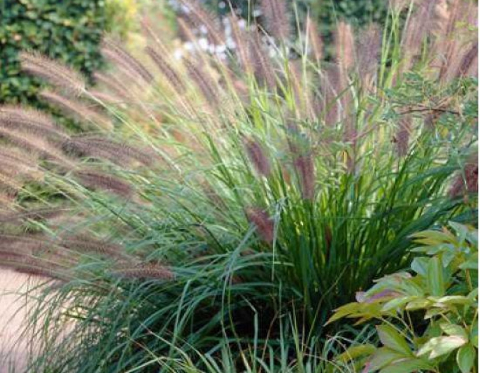 Perovec psiarkovitý ’Viridescens’