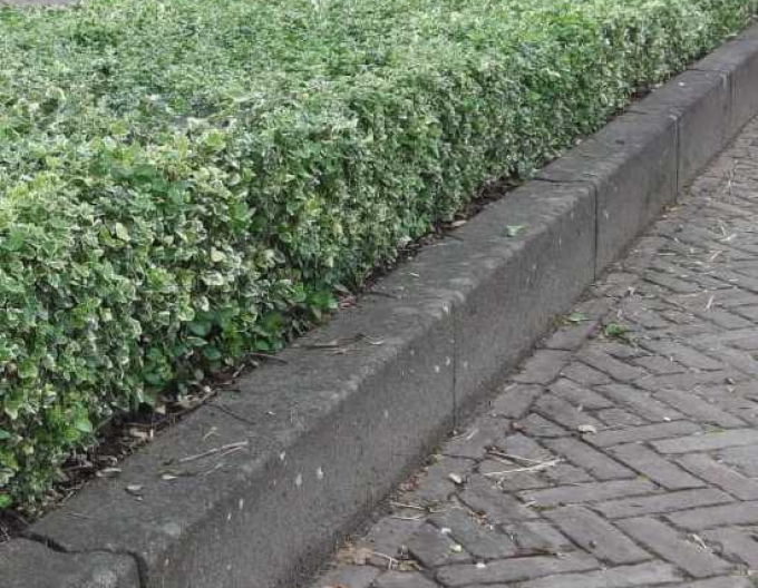 Bršlen fortuneov "EMERALD GAIETY"