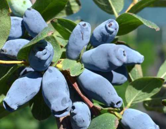 Zemolez kamčatský ´Aurora´