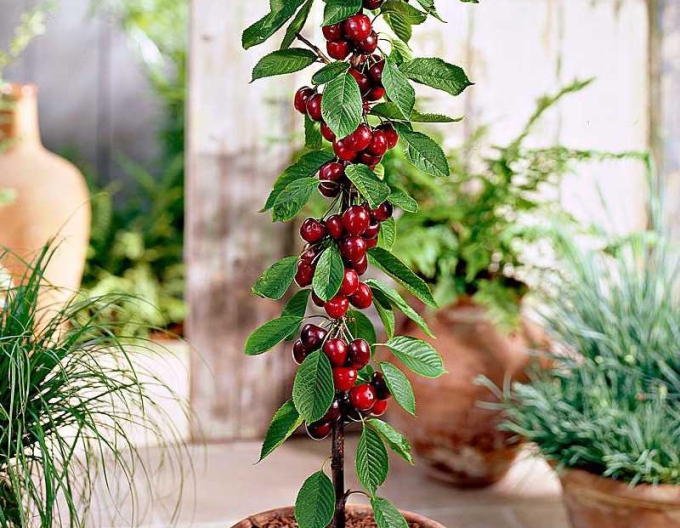 Čerešňa stĺpová ´Sylvia´