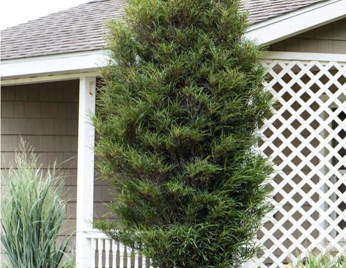 Krušina úzkolistá ´Fine Line´ 100 - 125cm