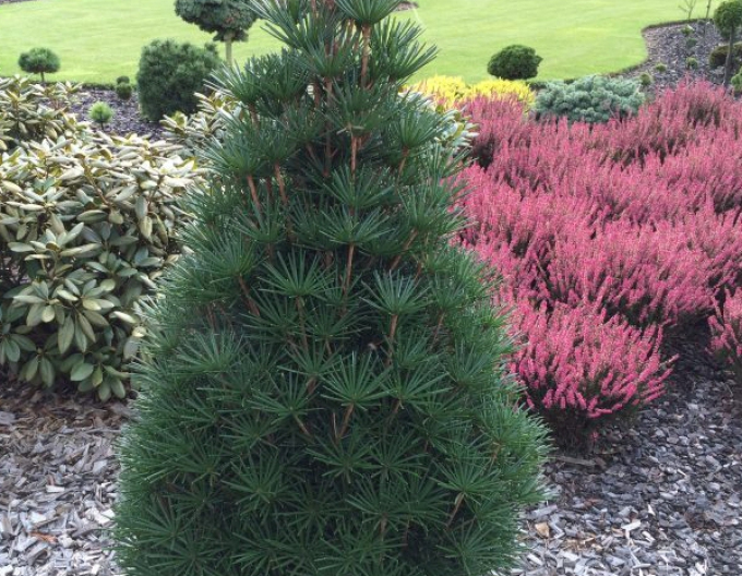 Dáždnikovec praslenovitý 30/40cm