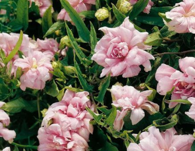 Opletník brečtanolistý ’Multiplex’