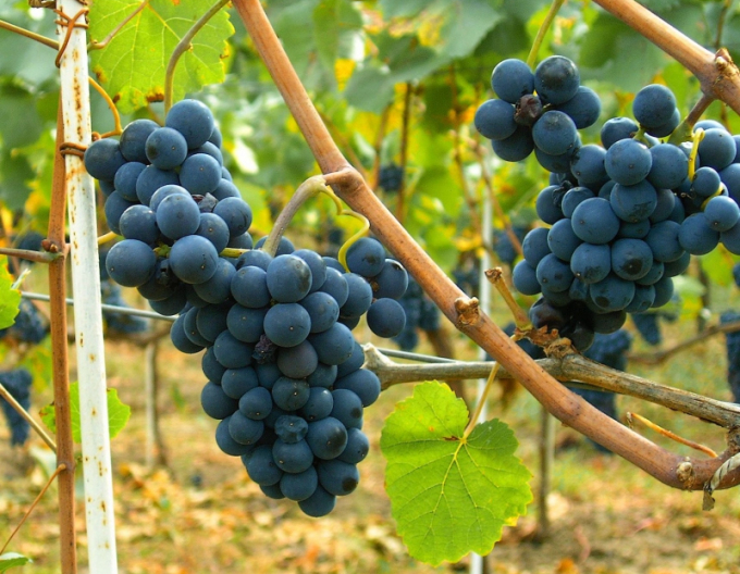 Vinič stolový ´Moldova´