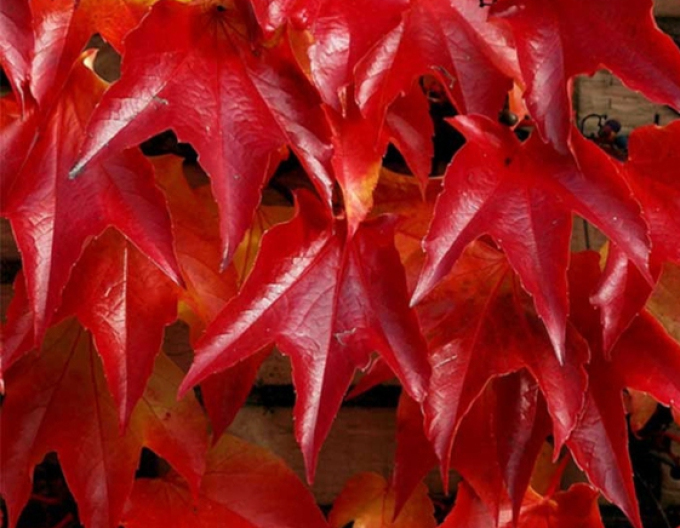 Pavinič trojlaločný ´Veitchii´