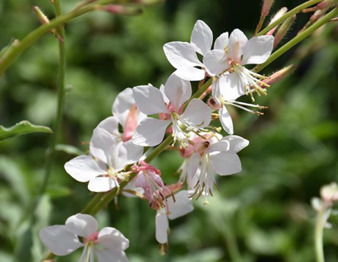 Gaura ʹWhirling Butterfliesʹ
