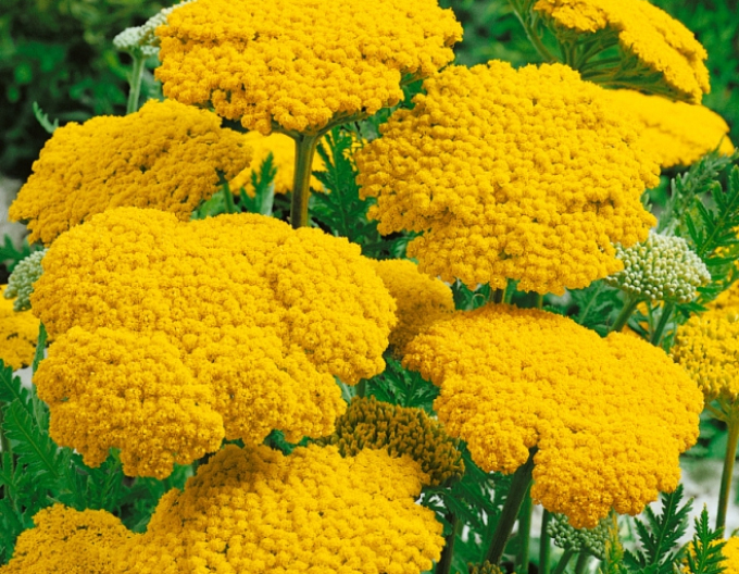 Rebríček ´Cloth of Gold´