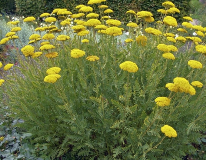 Rebríček ´Cloth of Gold´