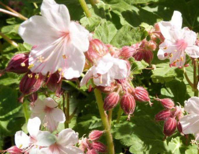 Pakosť podzemkatý ´Spessart´