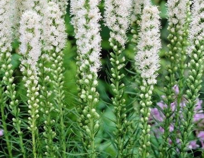 Liatra  ’Floristan White’