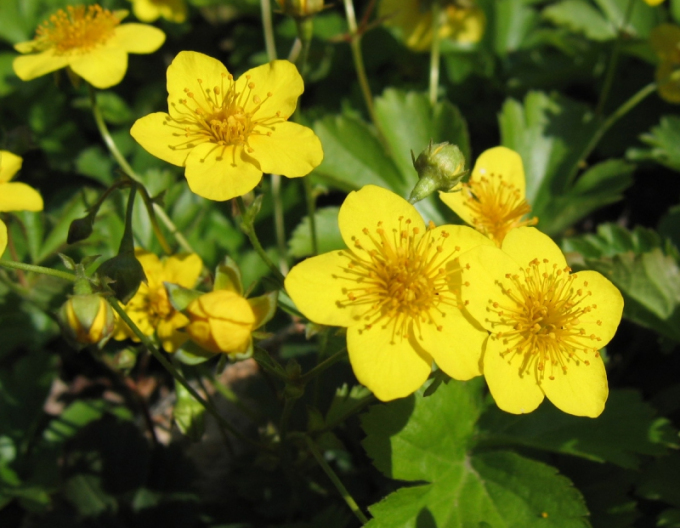 Valdštejnka trojpočetná