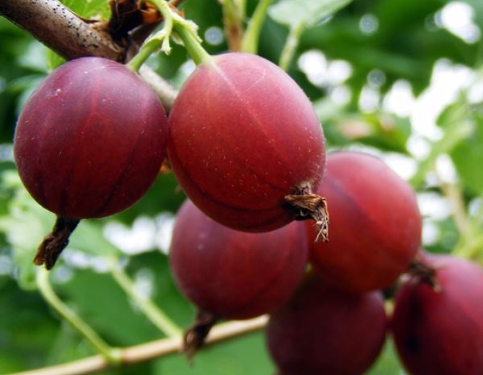 Egreš červený ´Captivator´ KER