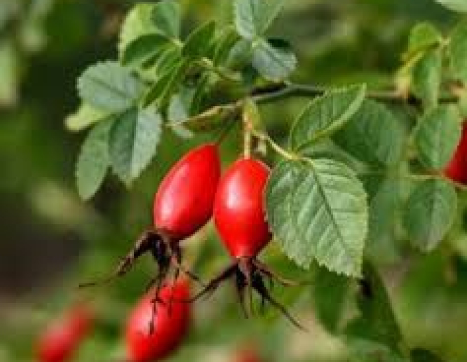 Ruža plodová (šipková)