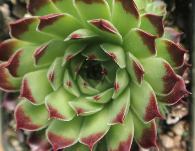 Skalnica vždyzelená MIX