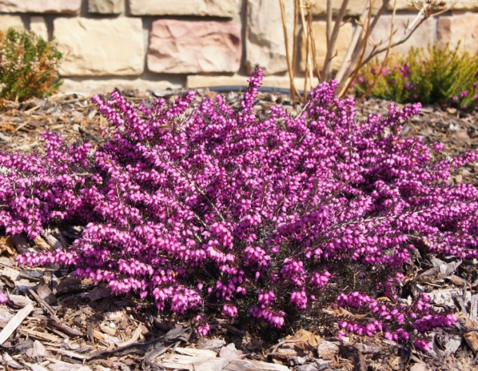 Vresovec pleťový ´Kramer´s Rote´