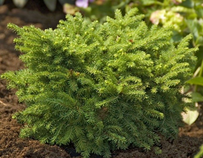 Smrek balkánsky ´Karel´