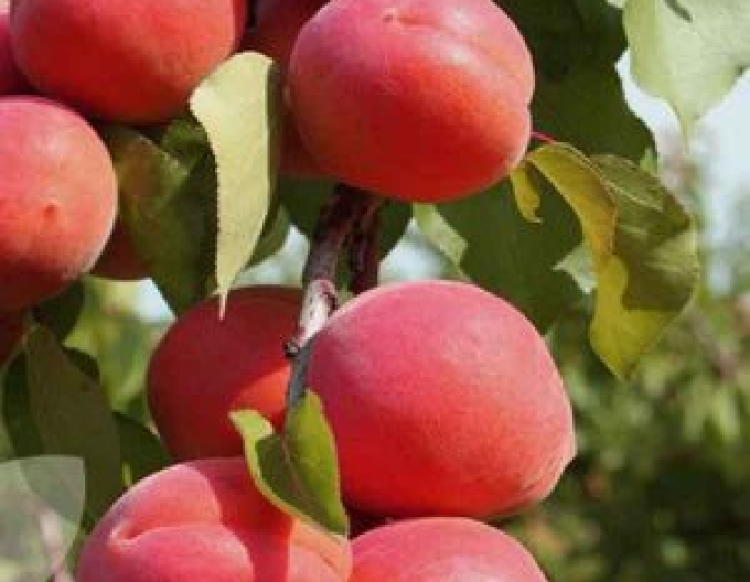 Broskyňa ´Regina´ poloskorá