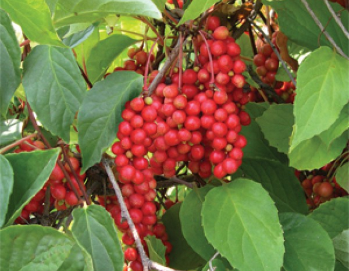 Schizandra čínska