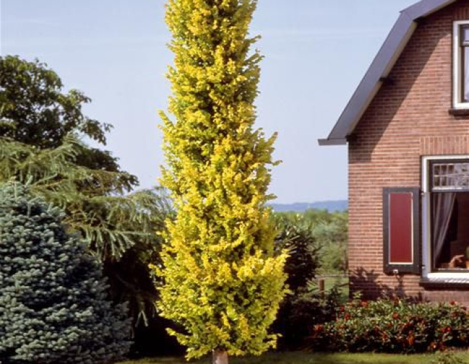 Brest holandský ´Wredei´