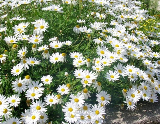 Margaréta  ’May Queen’