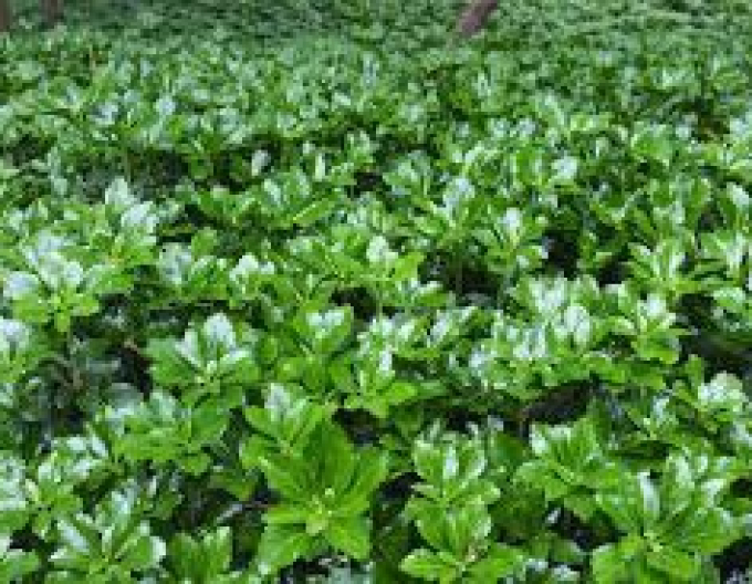 Pachysandra vrcholová ´Green Sheen´