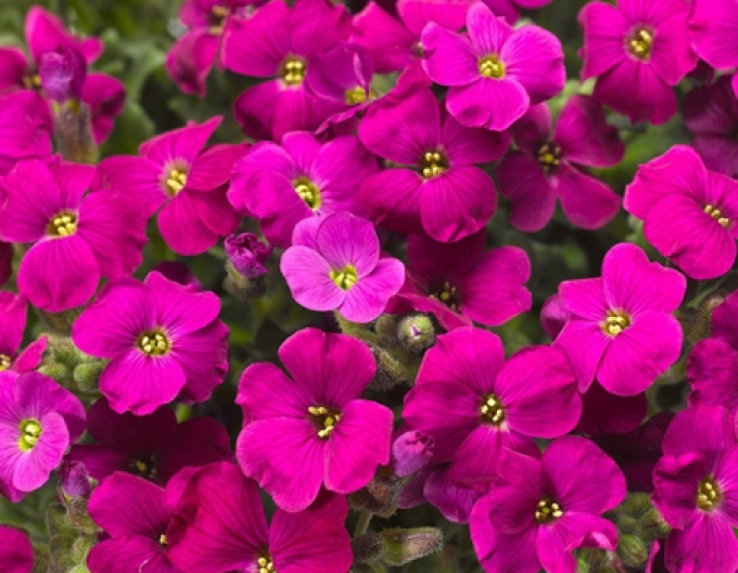 Tarička ´Audrey Red´