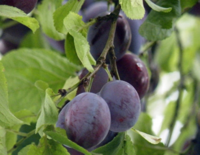 Slivka stĺpová ´Fruca´, podp. Myrobalán, kont. 5l