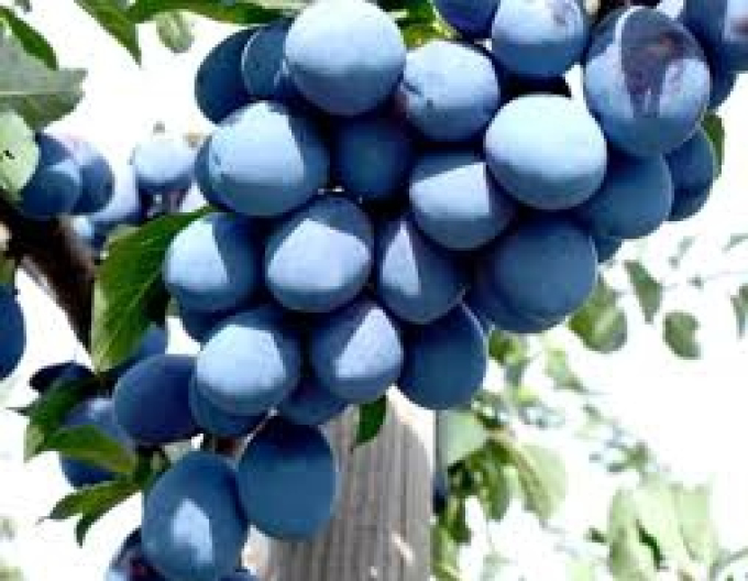 Slivka stĺpová ´Imperial´, podp. Myrobalán, voľnok.